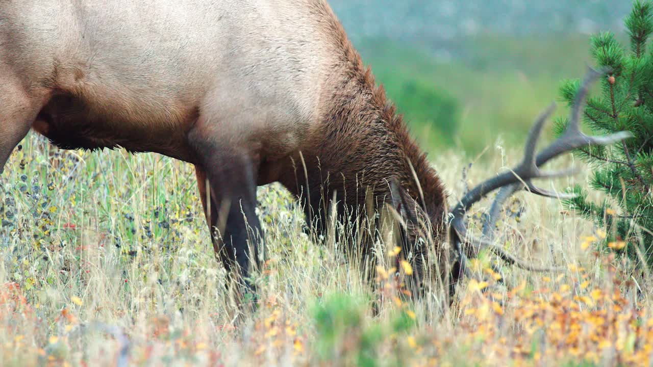 A bull elk feasts on grass and berries in autumn in the Rocky Mountains in 4K