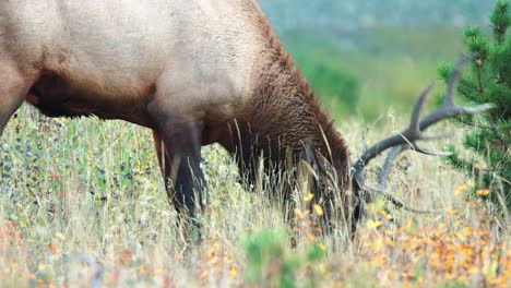 Ein-Elchbulle-Frisst-Im-Herbst-In-Den-Rocky-Mountains-In-4k-Gras-Und-Beeren