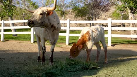 mother cow with horns and baby calf grazing on grass in pasture, slow motion