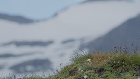 Bergdohle,-Die-In-Den-Bergen-Fliegt.