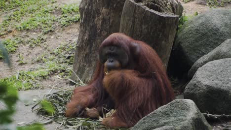 orangután alimentando plátano en un zoológico de singapur - plano general