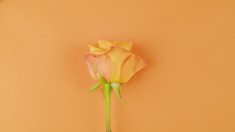 single orange rose on orange background