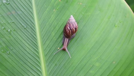 Schnecke-Achatina-Kriecht-Im-Grünen-Blatt