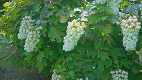 Schöner-Japanischer-Traditioneller-Garten,-Weiße-Hortensie,-Tokio