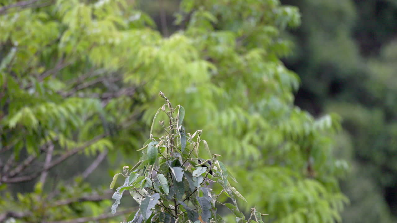 Slow mo flycatching exotic tropical Long-tailed Tyrant flycatcher bird in jungle rainforest 2