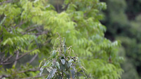 slow mo flycatching exotic tropical long-tailed tyrant flycatcher bird in jungle rainforest 2
