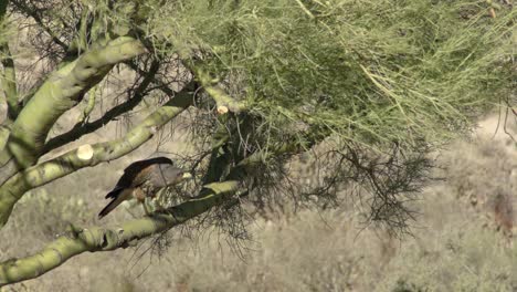 lone swainson's hawk in palo verde tree leans forward and poops