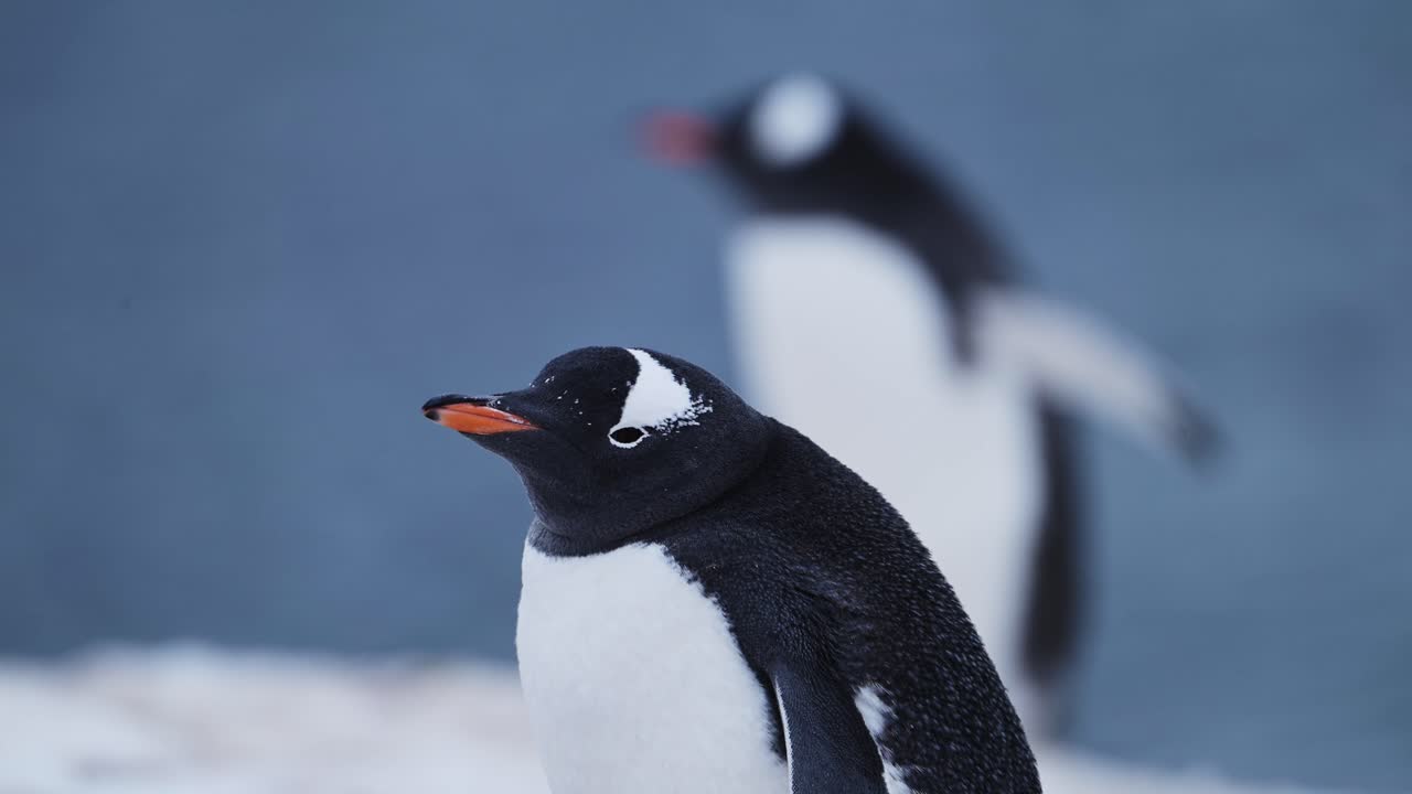 retrato de pingüino de cerca en la antártida, pingüino gentoo en vida silvestre y animales vacaciones en la península antártica, hermoso pájaro lindo en área de conservación