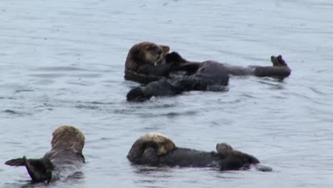 sea otter swimming and rolling in the water, joining the colony