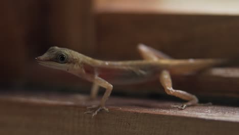 side view of a house lizard standing near the window  - close up shot