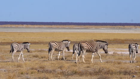 Zebras-Im-Etosha-Nationalpark