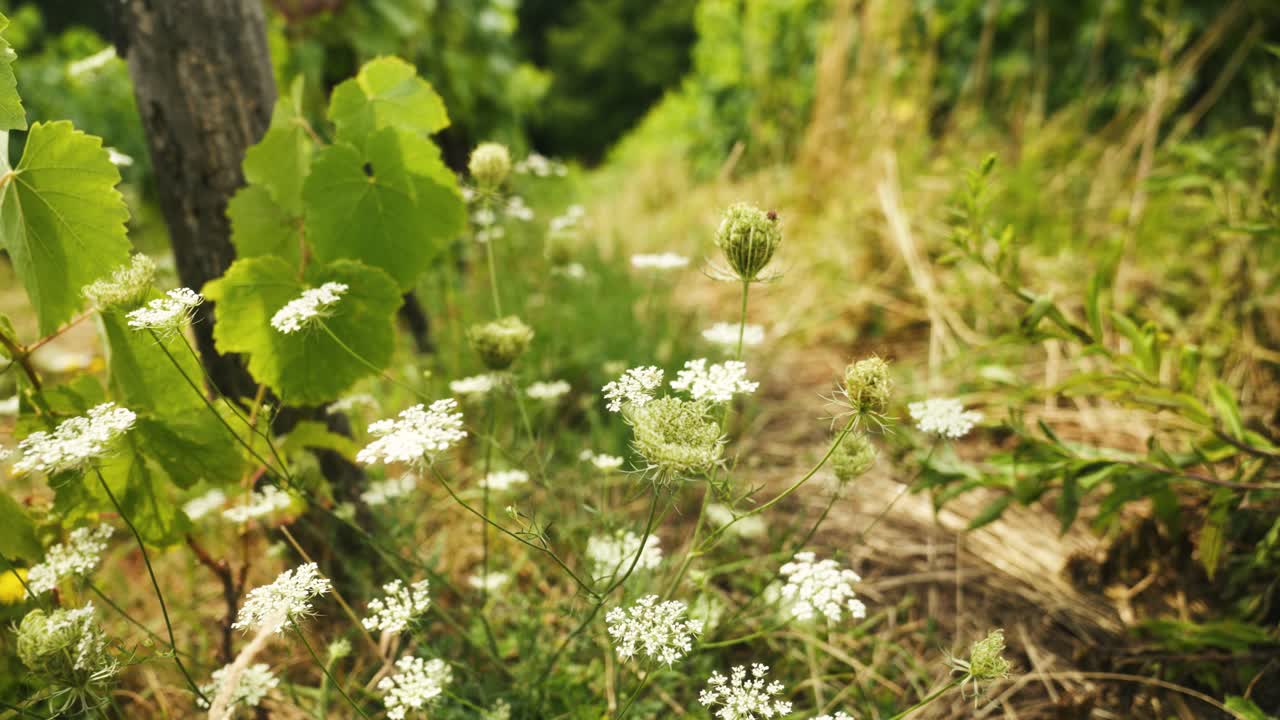 flores en un viñedo en austria