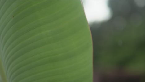 raindrops falling on top of a big green leaf in indian rainforest