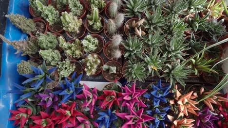 colección colorida de cactus y suculentas