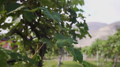 vides de uva cultivadas en un viñedo