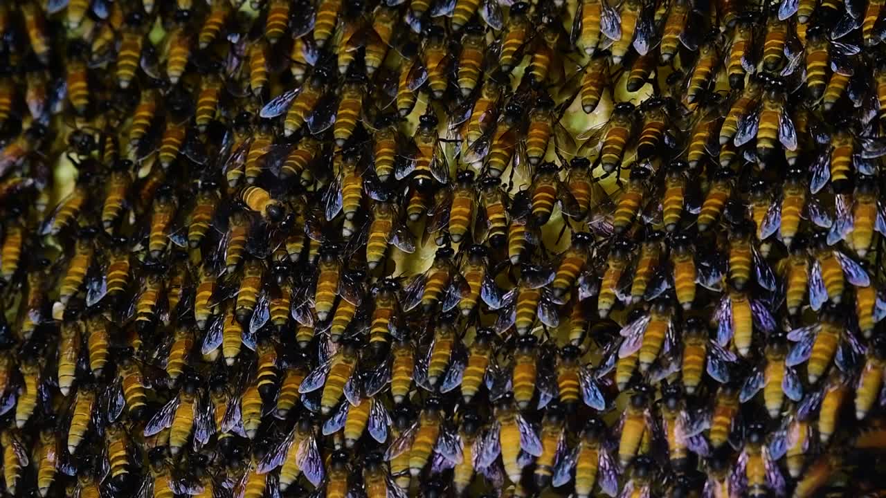 se sabe que las abejas melíferas gigantes construyen grandes colonias de nidos con bolsillos simétricos hechos de cera para almacenar miel como fuente de alimento.