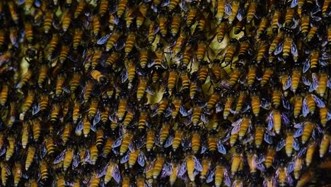 Giant-Honey-Bees-are-known-to-build-large-colonies-of-nest-with-symmetrical-pockets-made-of-wax-for-them-to-store-honey-as-their-food-source