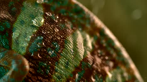 Chameleon-in-the-rain-shot-at-1000fps