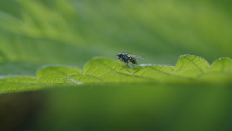 macro shot of a fly sitting on the edge of a stinging nettle plant