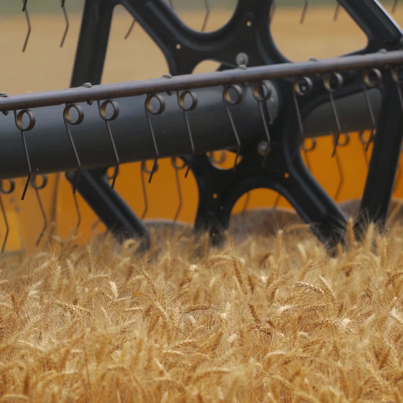 Cutting blades on field. Industrial part of modern combine harvester gathering dry spikelets on a wheat field. Close-up