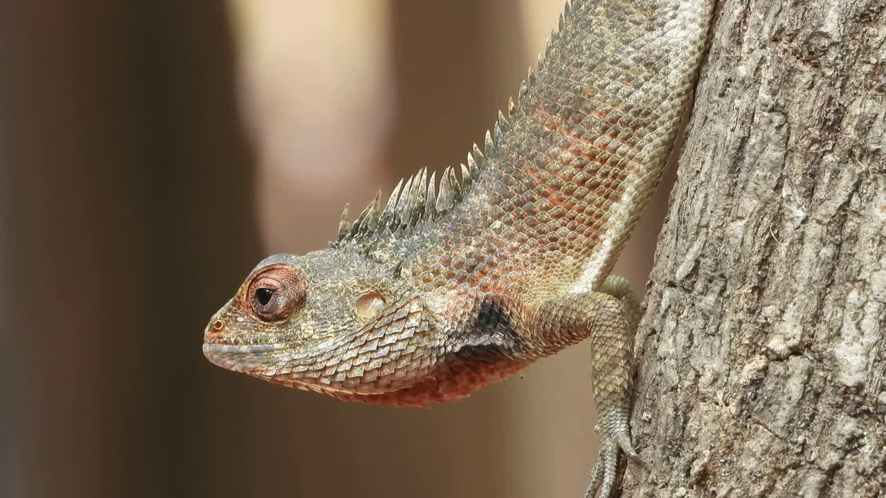 나무에 있는 도마뱀 - 대기 - 음식 - 캐기