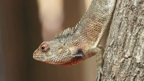 lagarto en árbol - esperando - comida - palanca