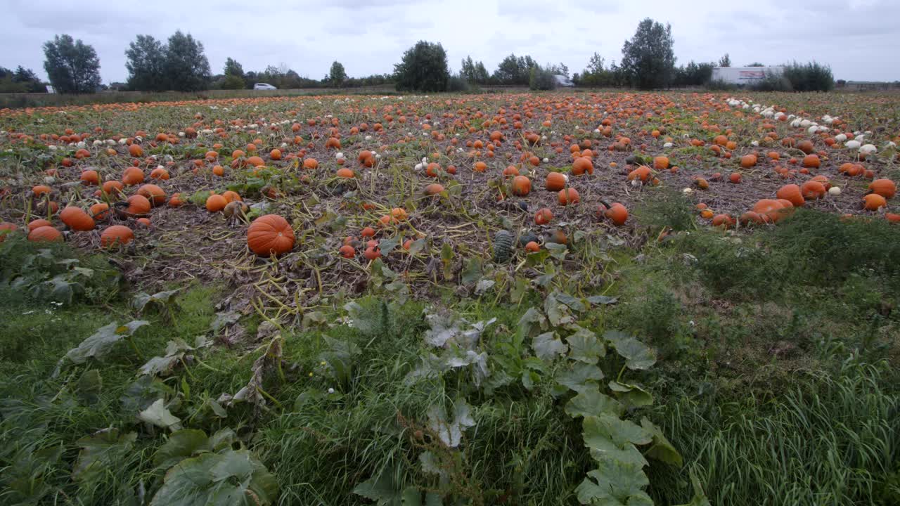 static straight on shot of pumpkins growing in a farmer's field
