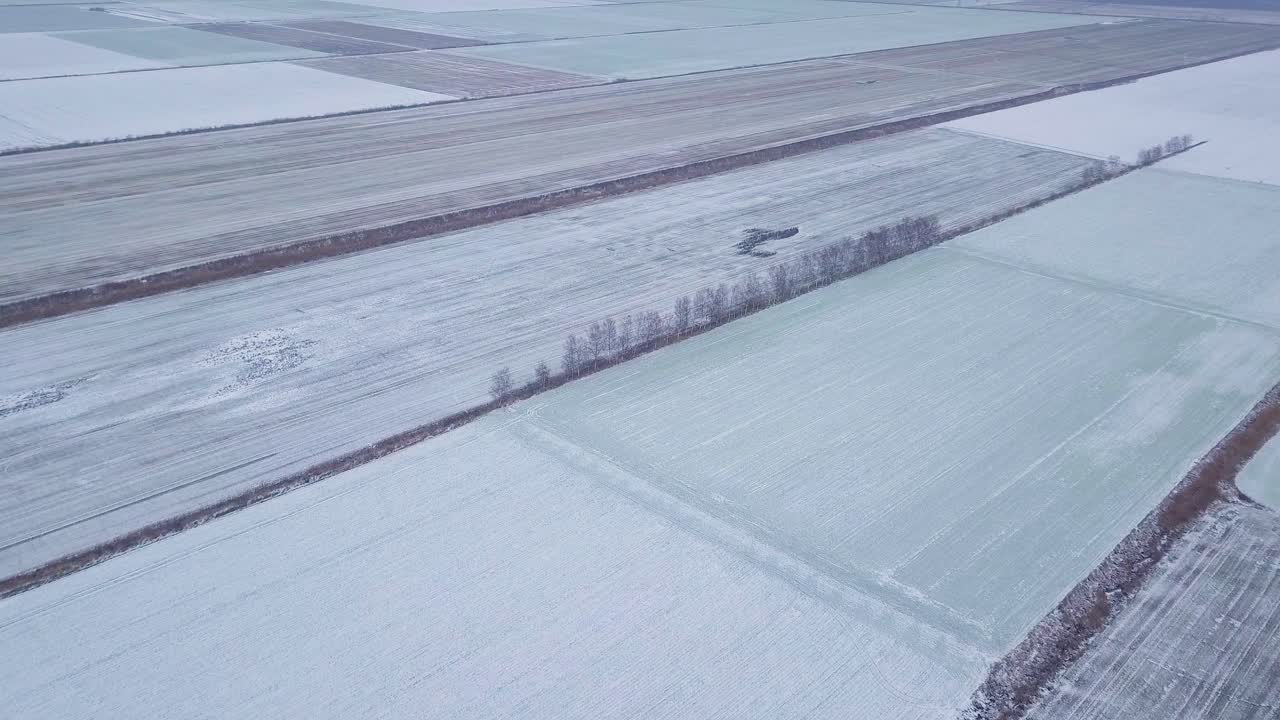 눈 아래 겨울 농작물의 공중 조감도, 눈 아래 겨울 밀의 농경지, 흐린 겨울날, 높은 고도에서 앞으로 나아가는 드론 샷