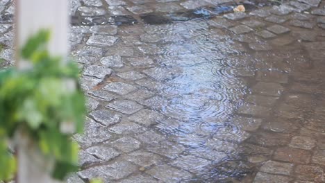 rain on cobblestone path