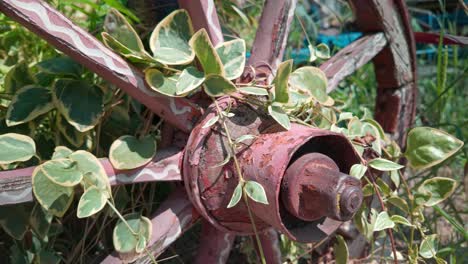 creeping green ivy foliage intertwines around rustic donkey cart wheel