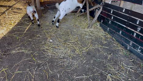 tranquil stable scene: goats peacefully roam, epitomising domestication