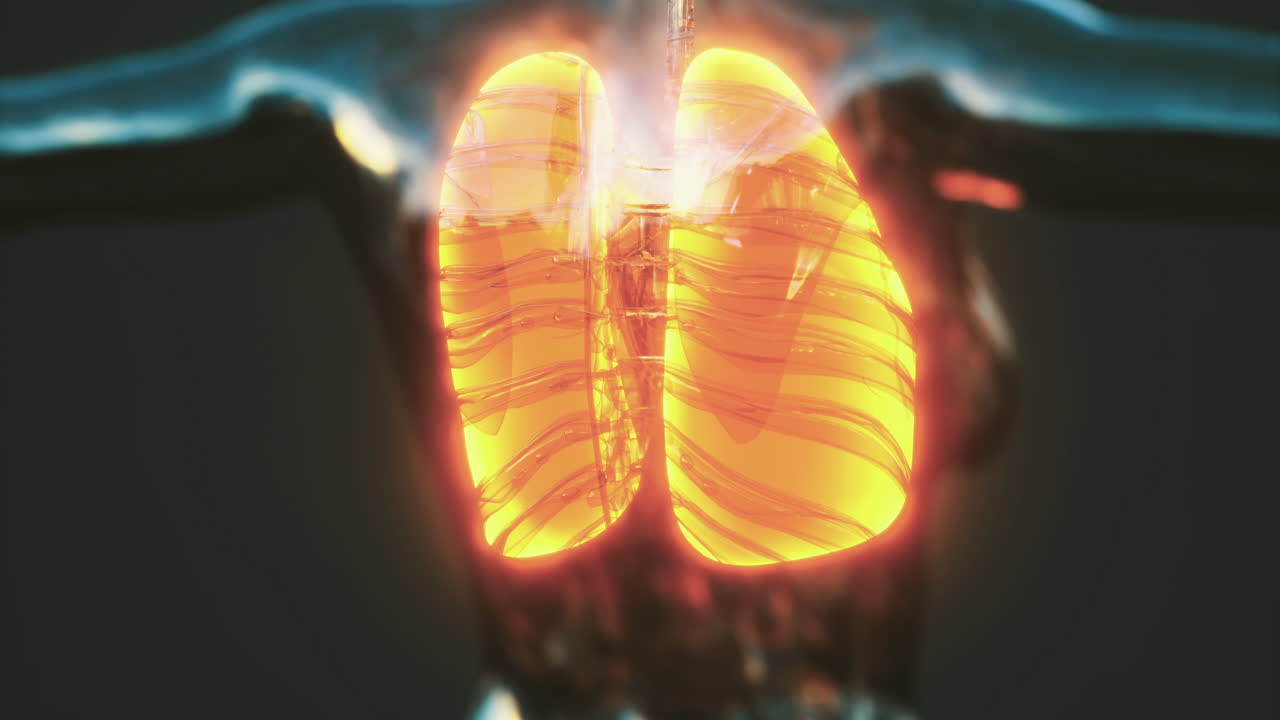 Exploring the detailed anatomy of human lungs and their functions