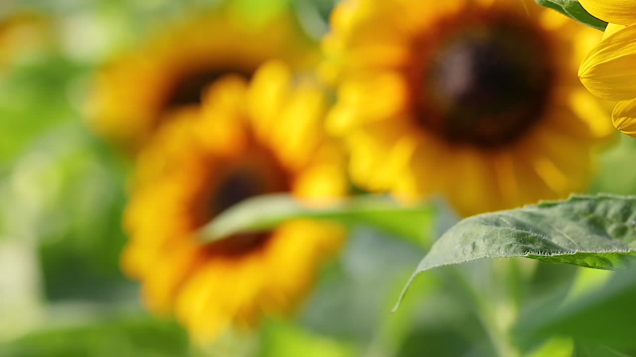 Close-up view of sunflowers showcasing their vibrant yellow petals and lush green leaves.