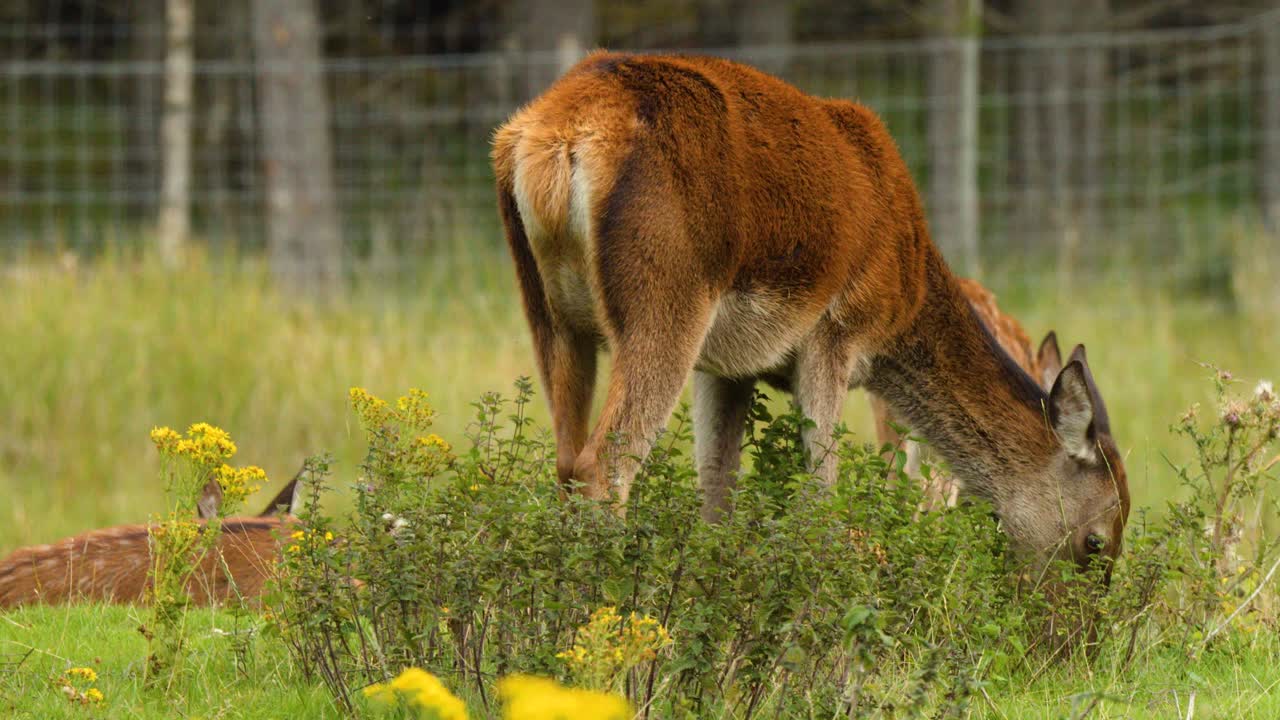 Red deer graze and rest in lush meadow, natural daylight, static camera, vibrant greenery