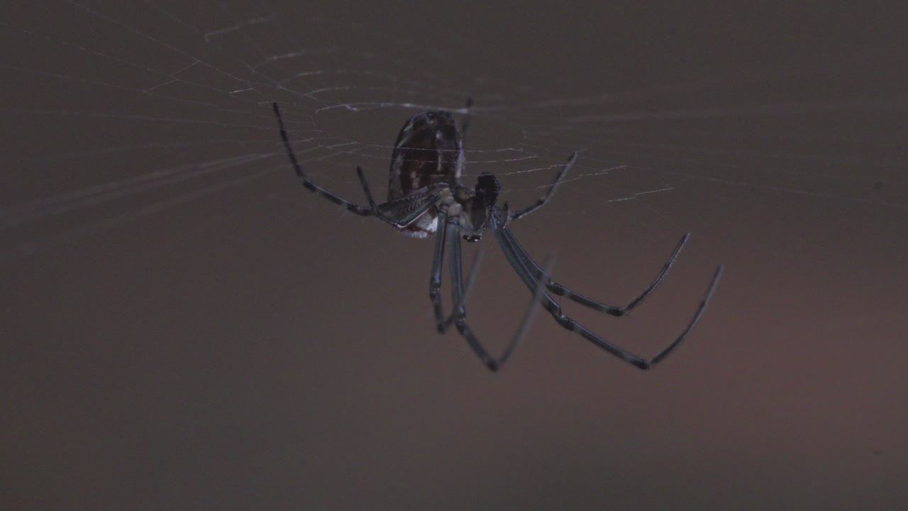 A closeup, macro shot of a Silver Orb Weaving Spider, upside down in it's web eating a small fly. The web is swaying in the wind. on a beige background