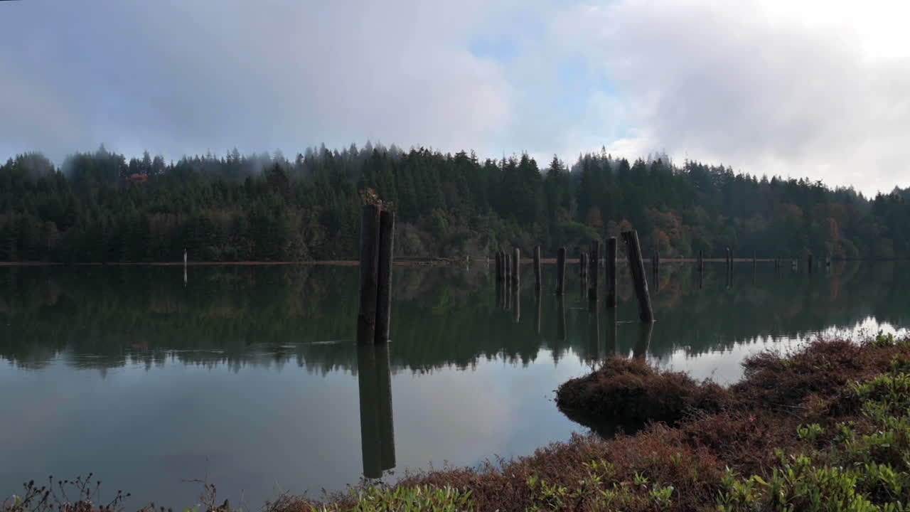 bosques parados en el río coos con reflejos - bahía de coos, oregon en un día nublado - tiro lateral