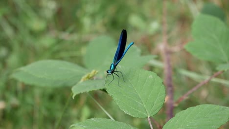 caballito del diablo azul, libélula pequeña, encima de la hoja en el bosque