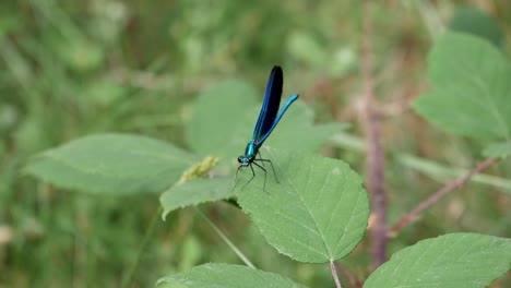 blue damselfy, small dragonfly, on top of leaf on the woods