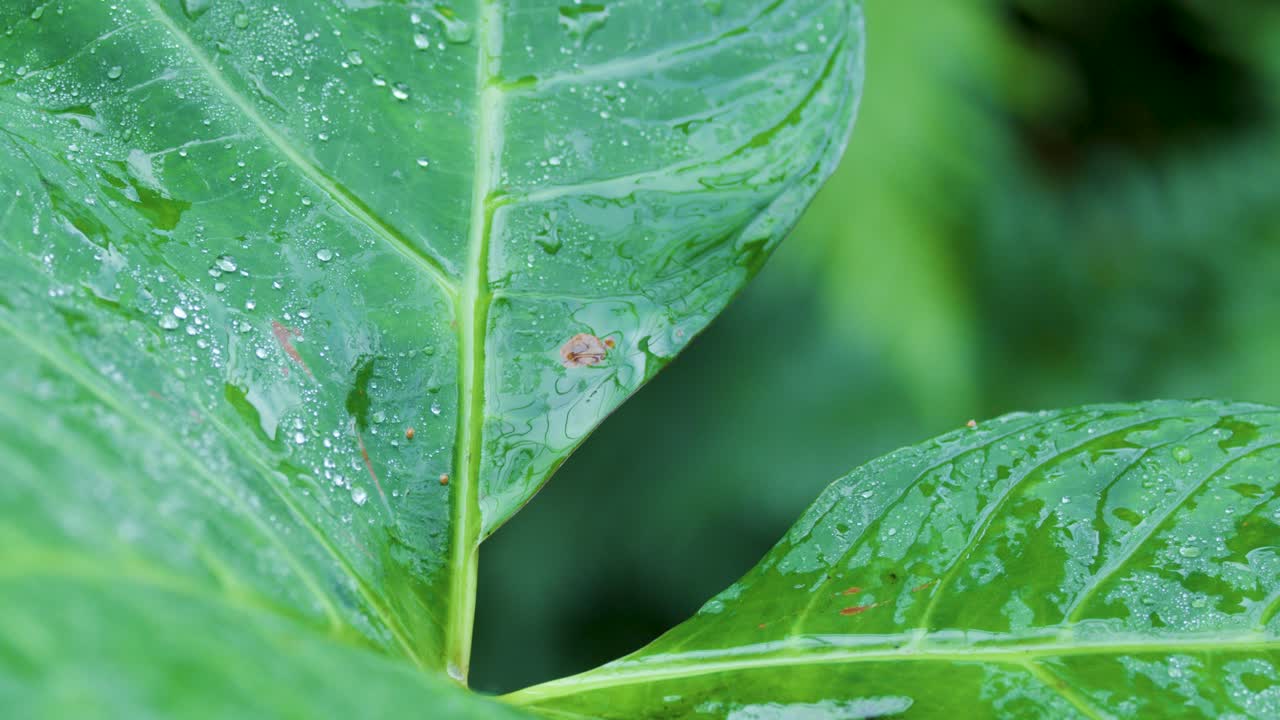 Raindrops fall on vibrant rainforest leaf, macro view, natural daylight, gentle camera movement