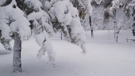 Closeup-Of-Pine-Tree-Branches-Covered-With-Fresh-Fallen-Snow-In-Winter-In-Public-Park