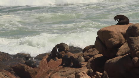 lobos marinos del cabo en la costa