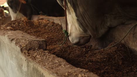 primer plano de vacas alimentándose en la granja