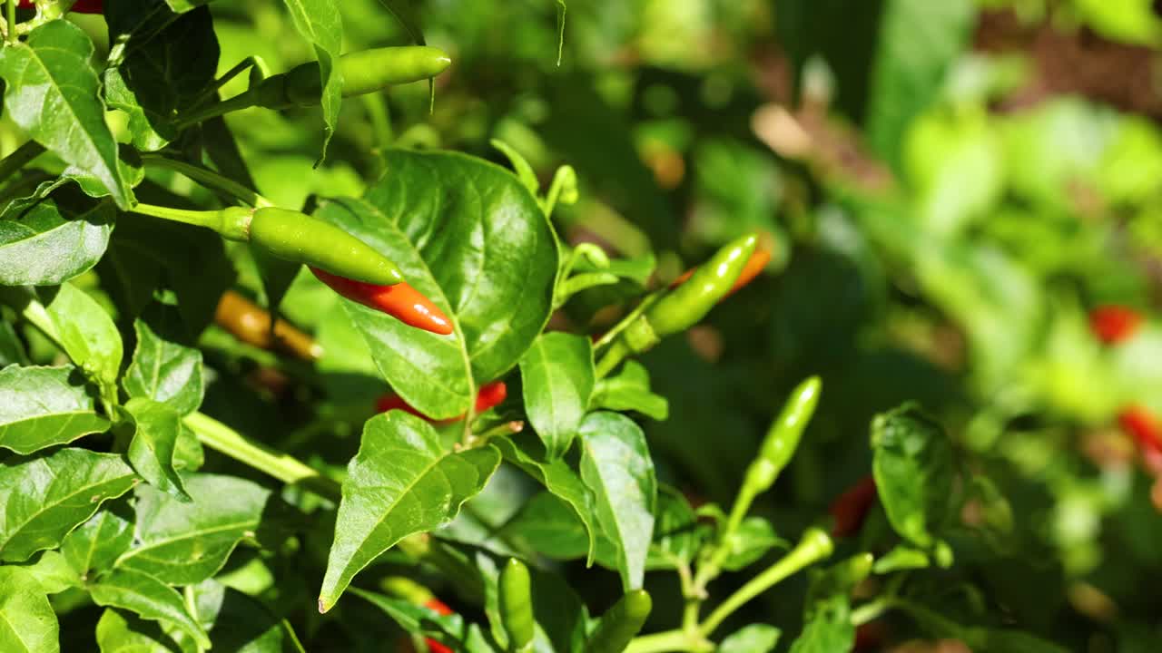 Hands picking ripe chili peppers from lush green plants under bright sunlight, showcasing agricultural activity in a farm setting