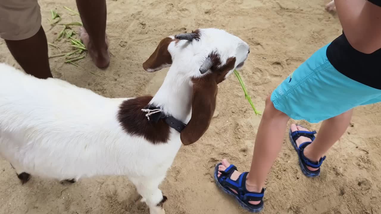 모래 위 에 염소 를 먹이는 아이