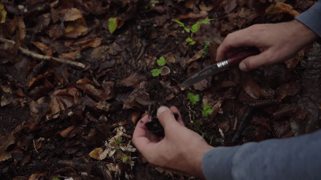 Hands using a knife to harvest wild black trumpet mushrooms from the autumn forest floor
