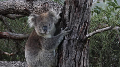 koala hugs a tree trunk, finding rest among the branches