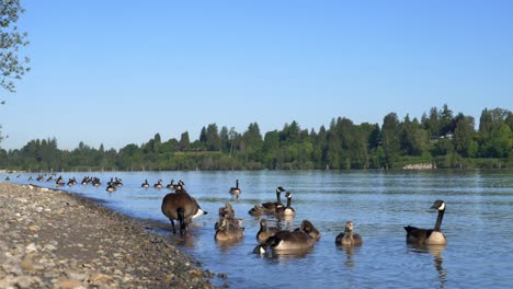 canada geese flock swimming in fraser river with green trees in the background