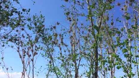 wide, slow shot tilting up to reveal gathering of nesting cormorants in the trees