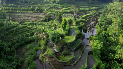 drone reverse flyover panning down on rice terraces on a green tropical island