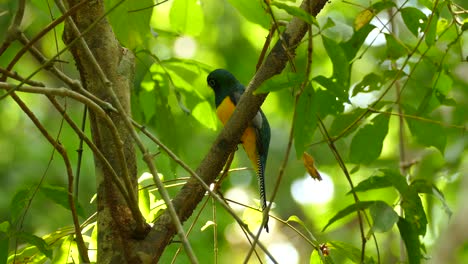 close shot of a gartered trogon standing on a branch surrounded by green leaves